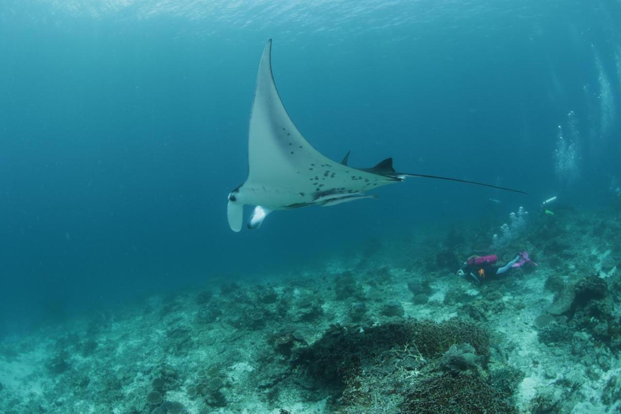 Coriana Dive Resort Waisai Экстерьер фото