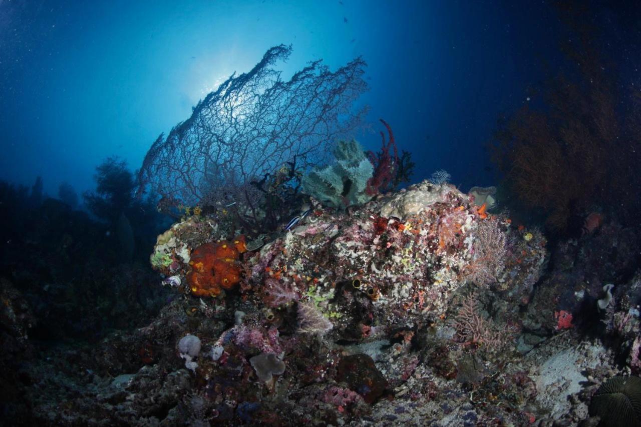 Coriana Dive Resort Waisai Экстерьер фото