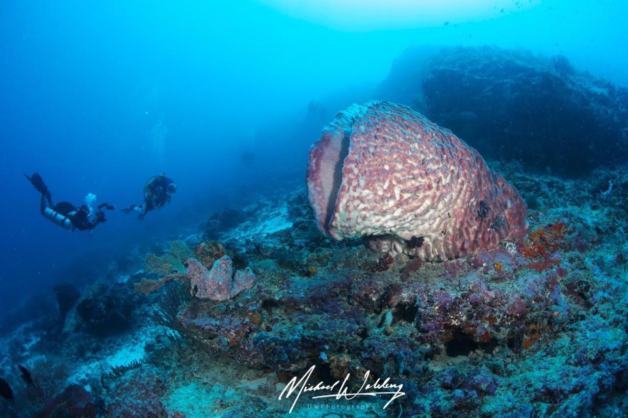Coriana Dive Resort Waisai Экстерьер фото